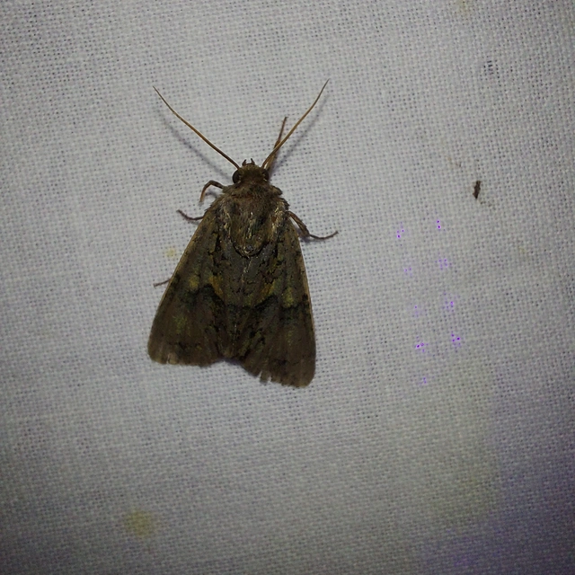Craniophora ligustri - fagyalbagoly