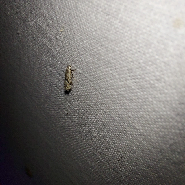 Stenolechiodes pseudogemmellus - molyhostölgyes sarlósmoly