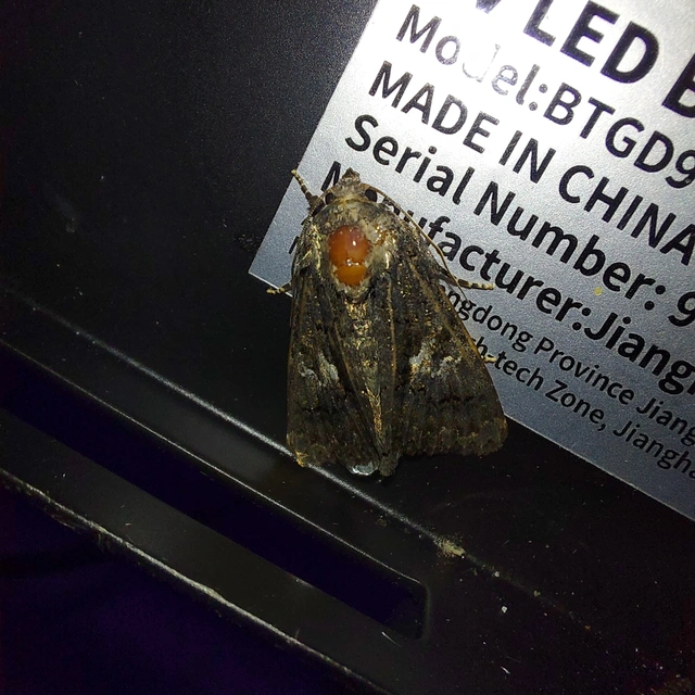 Anophia leucomelas - déli folyófűbagoly