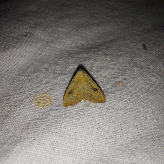Rivula sericealis - selymes lórombagoly