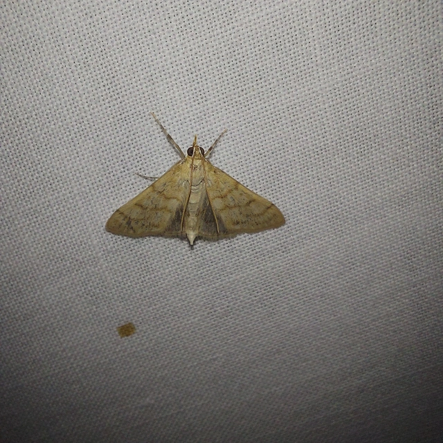 Paracorsia repandalis - szalmaszínű tűzmoly