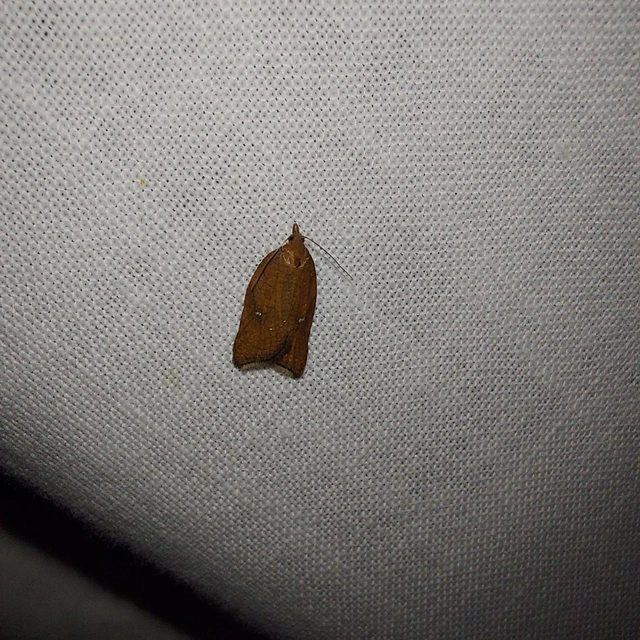 Acleris rhombana - cifra levélmoly