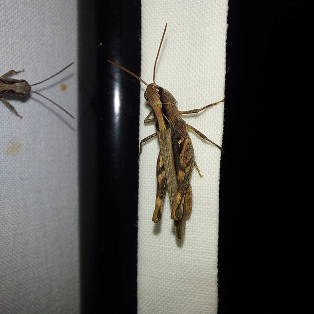 Chorthippus (Glyptobothrus) (subgenus)