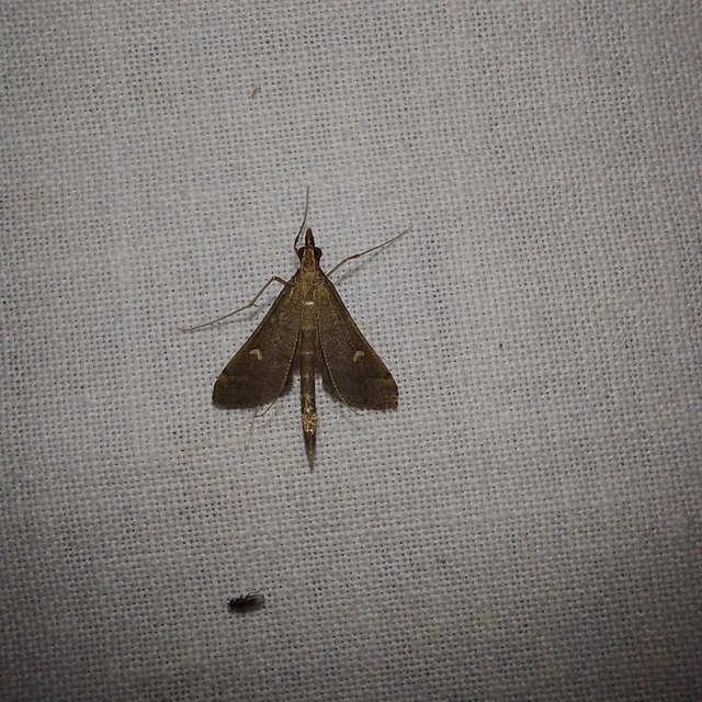 Dolicharthria punctalis - hosszúlábú tűzmoly