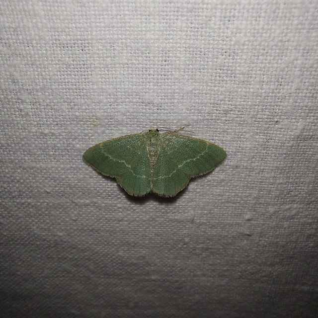 Chlorissa cloraria - sárgászöld araszoló