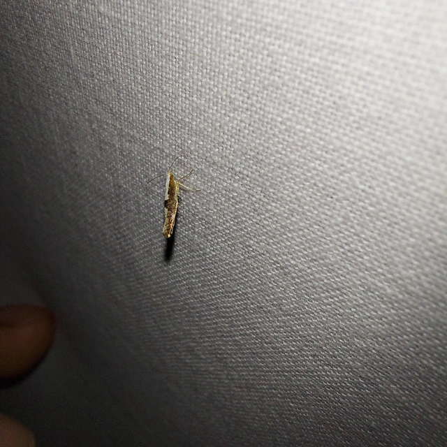 Argyresthia