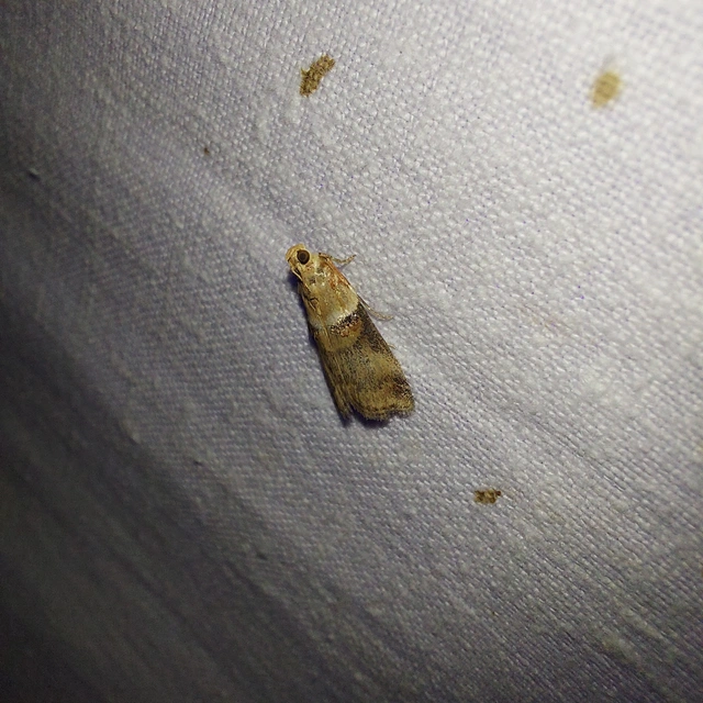 Acrobasis tumidana - bordás karcsúmoly