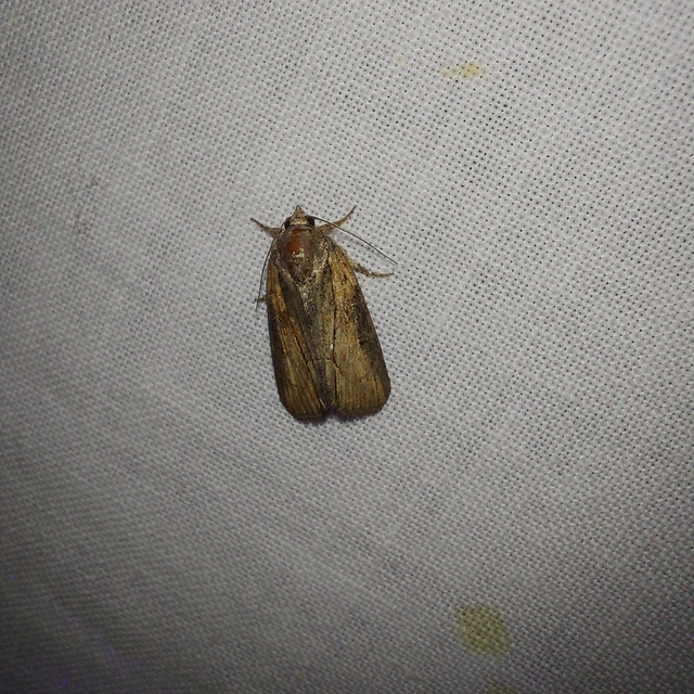 Bryophila raptricula/felina