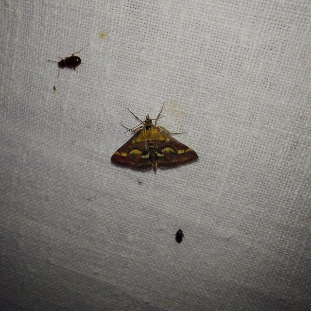 Pyrausta
