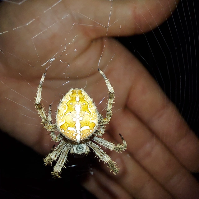 Araneus diadematus - koronás keresztespók