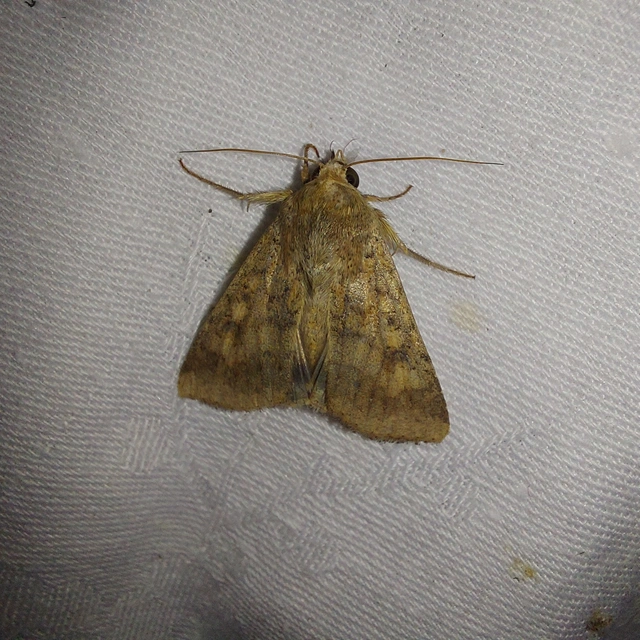 Helicoverpa armigera - kukorica-veteménybagoly