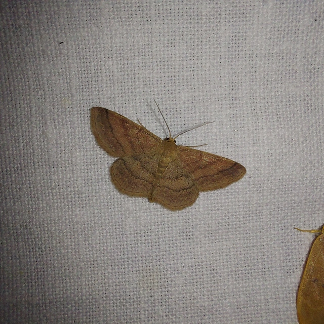 Scopula rubiginata - réti pirosaraszoló