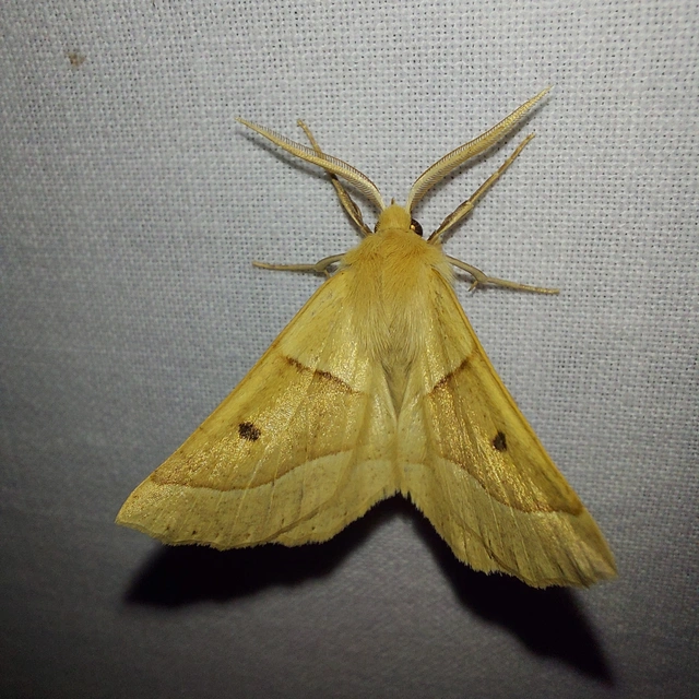 Crocallis elinguaria - sárga sávosaraszoló