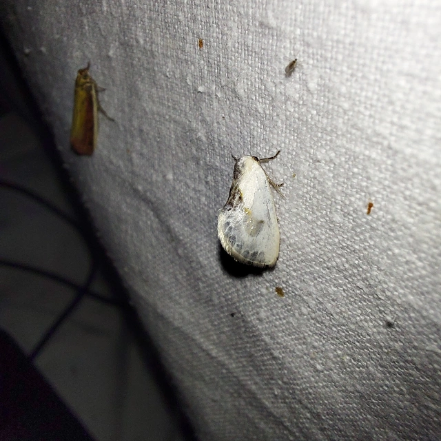 Cilix glaucata - törpe sarlósszövő