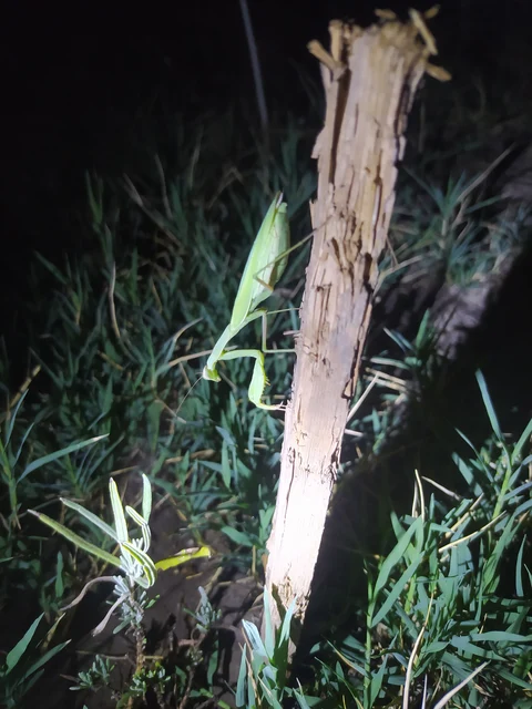 Mantis religiosa - imádkozósáska