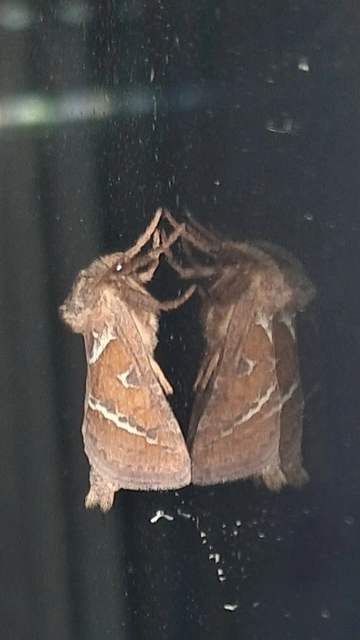 Triodia sylvina - kis gyökérrágólepke
