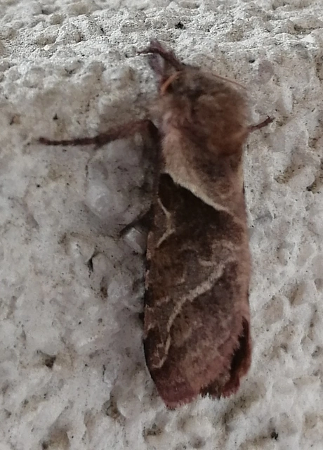 Triodia sylvina - kis gyökérrágólepke
