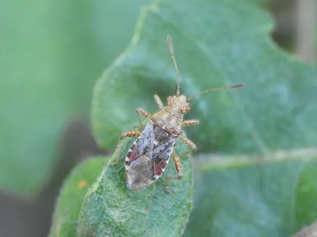 Rhopalidae - üvegpoloskák