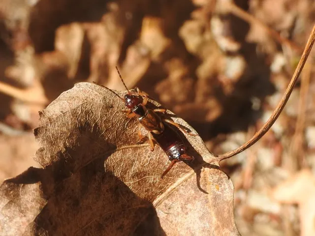 Forficula auricularia - közönséges fülbemászó