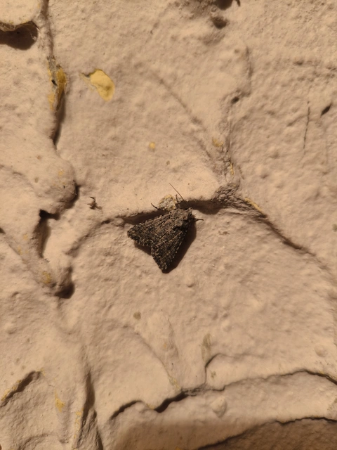 Hadula trifolii - lóherebagoly