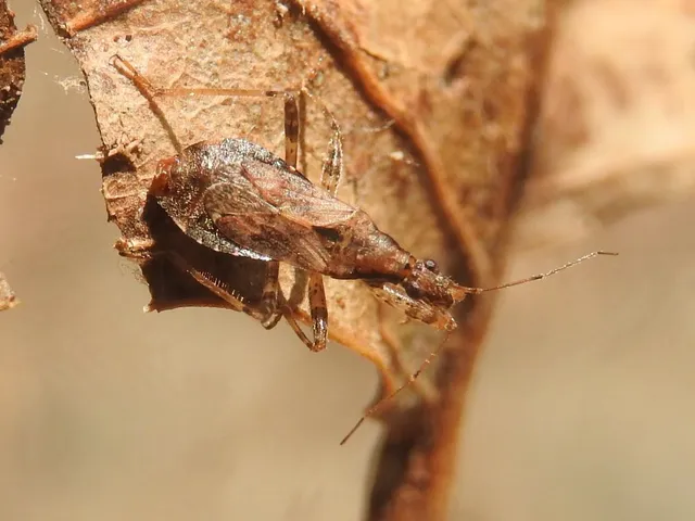 Himacerus mirmicoides - csalán-tolvajpoloska