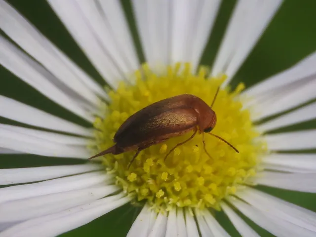 Mordellidae - marókafélék