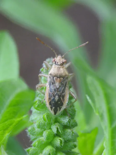 Rhopalidae - üvegpoloskák