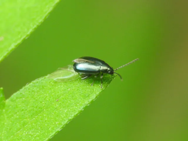 Phyllotreta nigripes - feketecsápú káposzta-földibolha