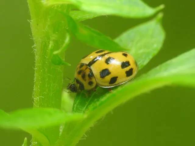 Propylea quatuordecimpunctata - tizennégypettyes füsskata