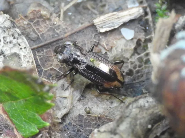 Notiophilus biguttatus - kétfoltos szemesfutó