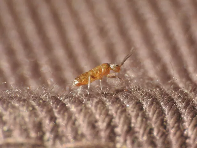 Collembola - Ugróvillások
