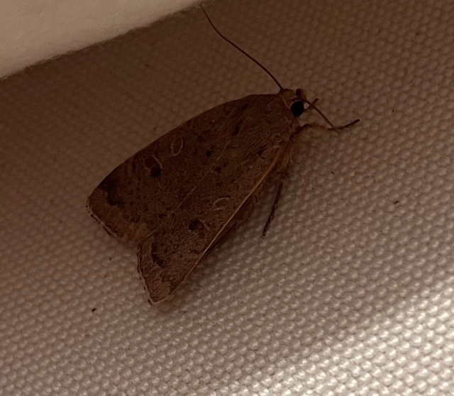 Noctua comes - kis sárgafűbagoly