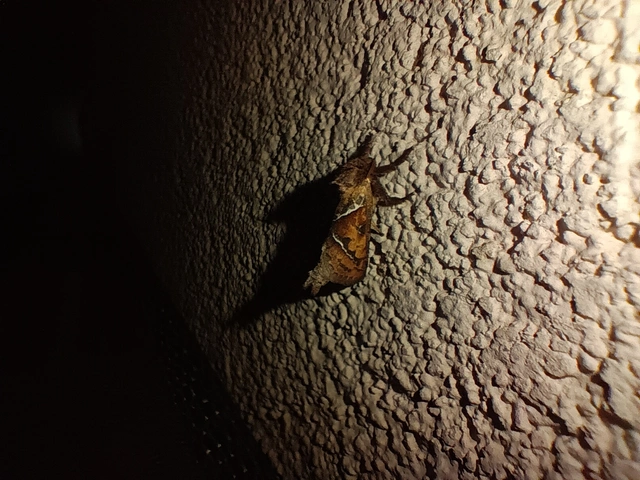 Triodia sylvina - kis gyökérrágólepke