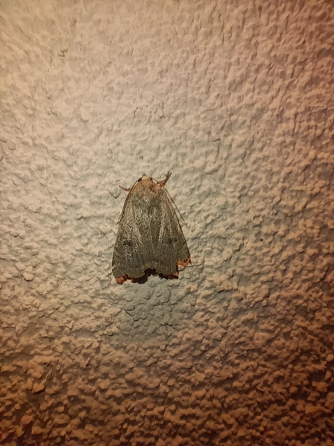 Noctua comes - kis sárgafűbagoly