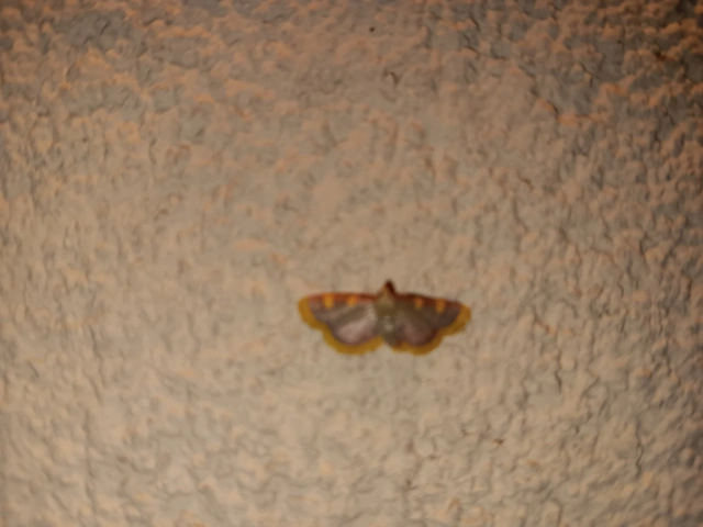 Hypsopygia costalis - szénailonca
