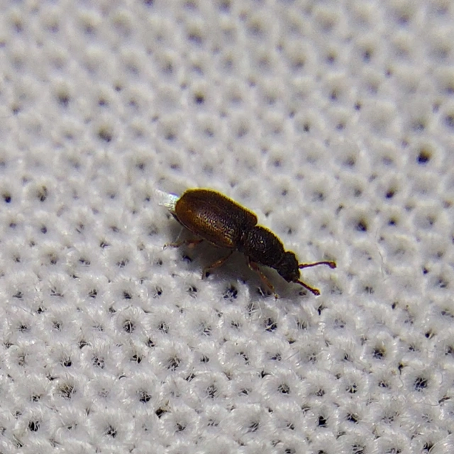 Monotoma Monotoma