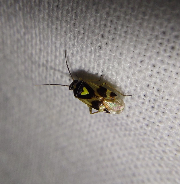 Orthops
