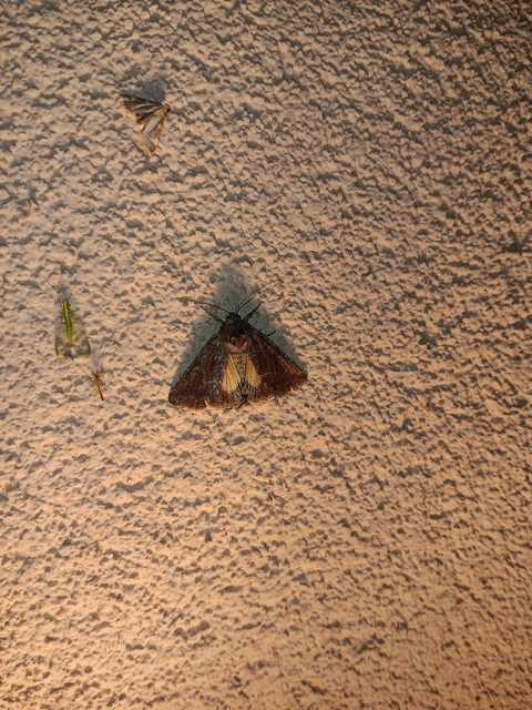 Thalpophila matura - fakó erdeibagoly