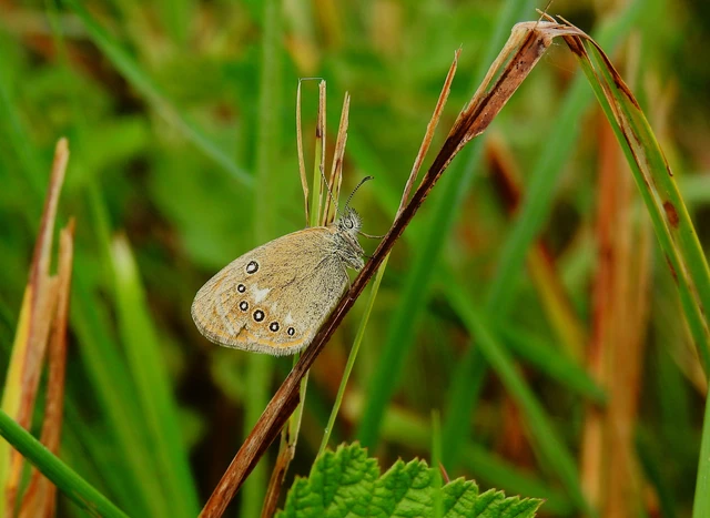 Coenonympha glycerion - közönséges szénalepke