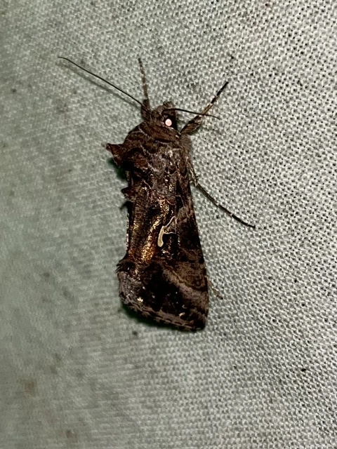 Autographa gamma - gammalepke