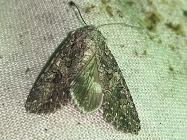 Hadula trifolii - lóherebagoly