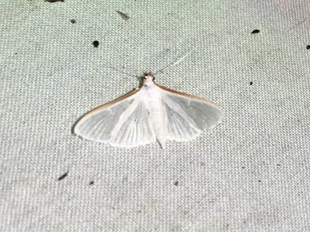 Palpita vitrealis - hófehér tűzmoly