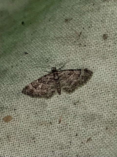 Gymnoscelis rufifasciata - vöröscsíkos törpearaszoló