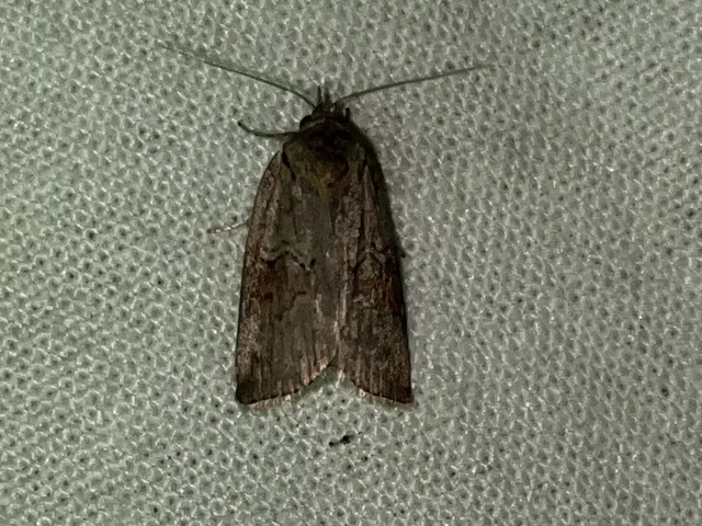 Nycteola asiatica - nyárfa-trapézbagoly