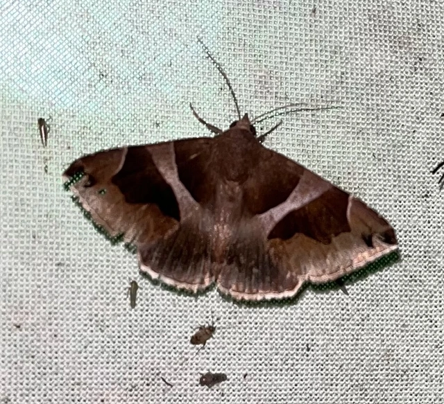 Dysgonia algira - déli porcelánbagoly