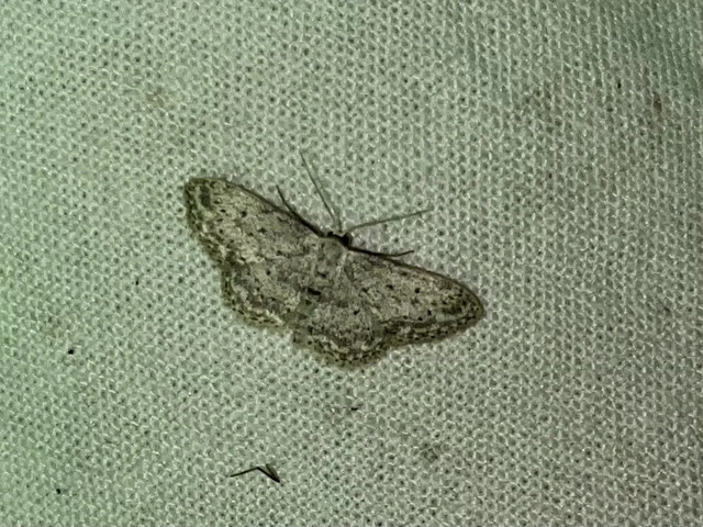 Idaea seriata - szürke apróaraszoló