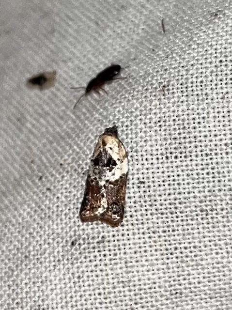 Acleris variegana - tarka levélmoly