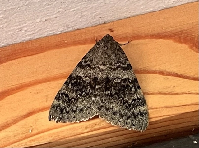 Catocala elocata - közönséges övesbagoly
