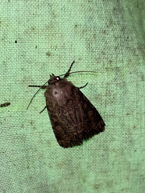 Luperina testacea - barnás szürkebagoly
