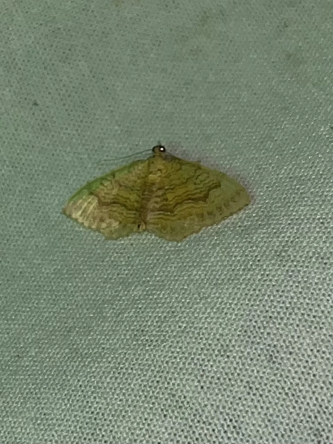 Camptogramma bilineata - kétvonalas sávosaraszoló
